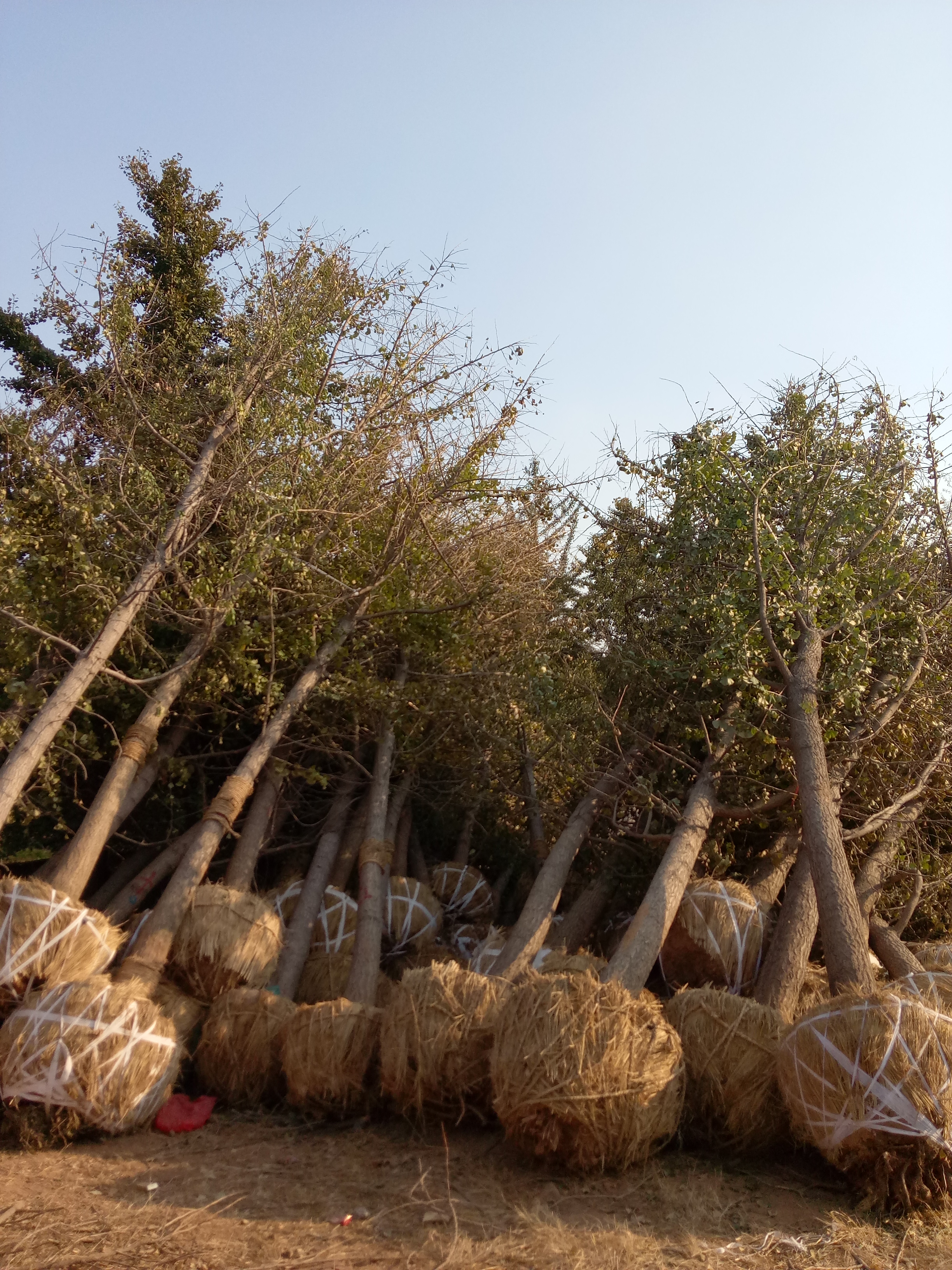 公分銀杏樹圖片/公分銀杏樹樣板圖 (4)