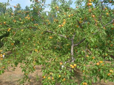 公分銀杏樹圖片/公分銀杏樹樣板圖 (3)