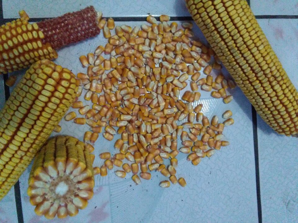 水稻種子圖片/水稻種子樣板圖 (1)