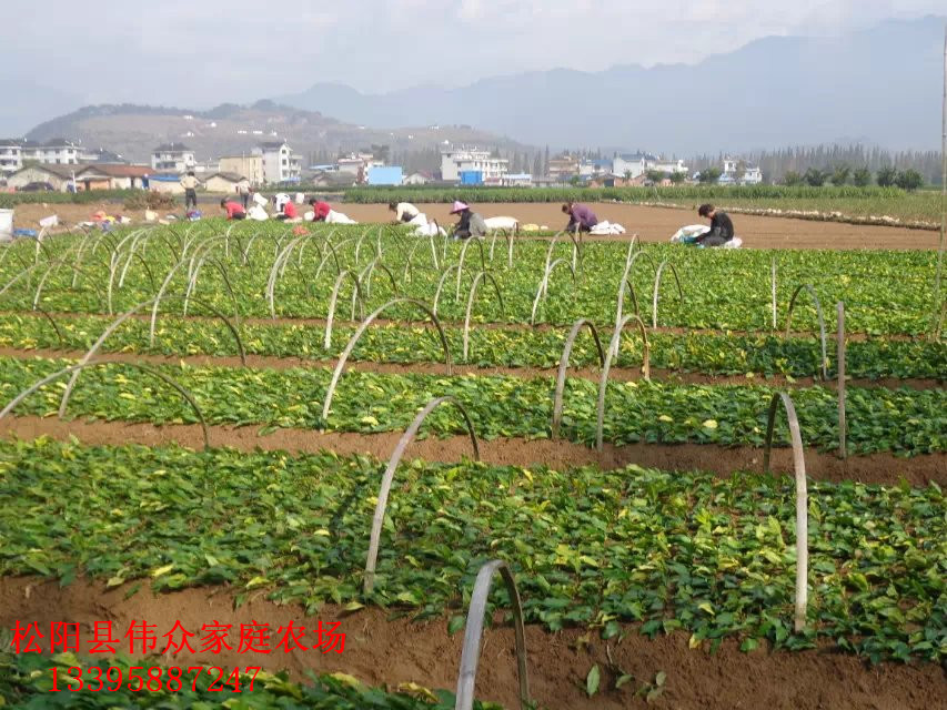 茶枝条价格伟众供应优质茶枝条茶苗|浙江茶枝条培育基地|浙江茶枝条价格