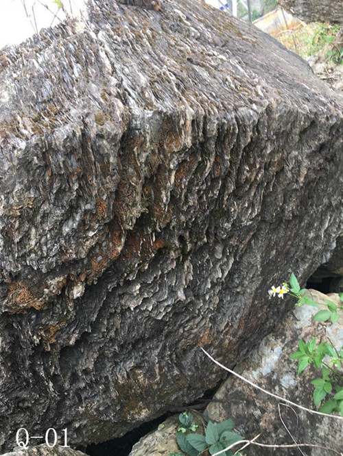 千层石 广东千层石 假山千层石 千层石 广东千层石 假山千层石