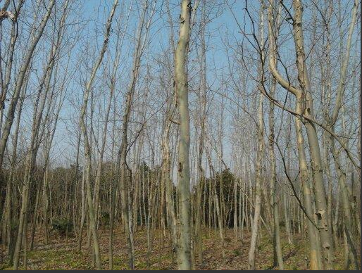 國槐圖片/國槐樣板圖 (3)