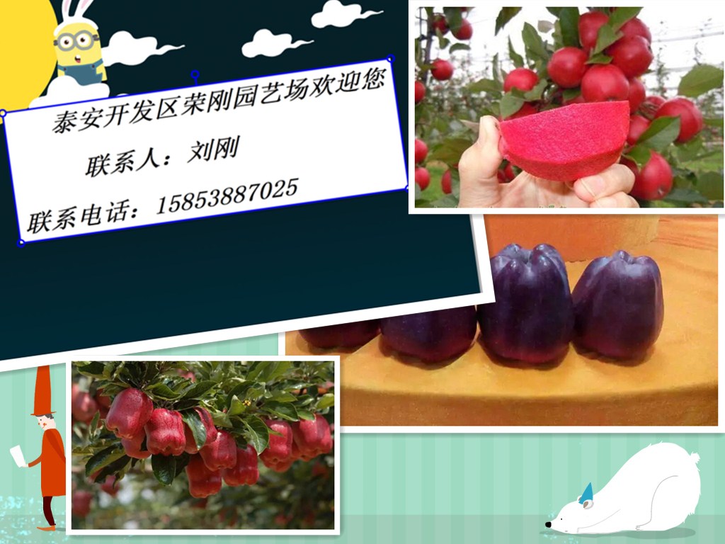 煙富0蘋果苗圖片/煙富0蘋果苗樣板圖 (1)