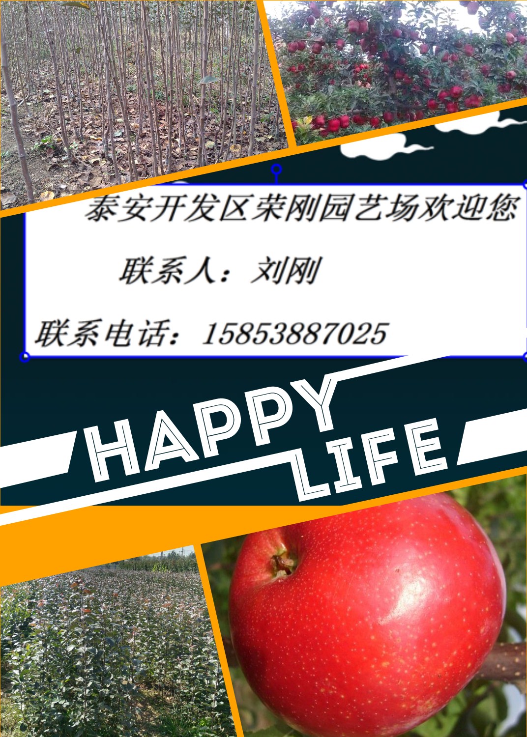 煙富0蘋果苗圖片/煙富0蘋果苗樣板圖 (3)