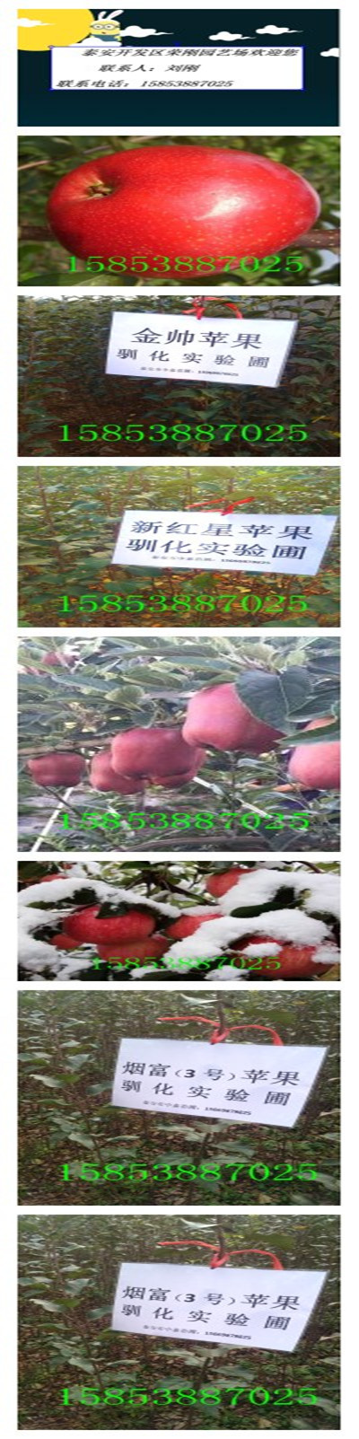 煙富8蘋果苗圖片/煙富8蘋果苗樣板圖 (2)