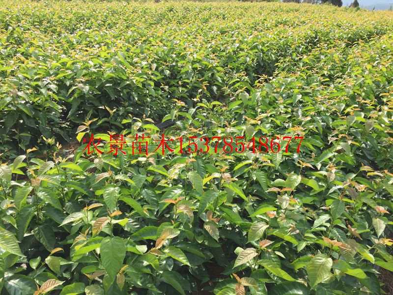 供應(yīng)南方小櫻桃瑪瑙紅櫻桃