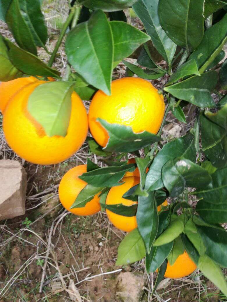 湖北蜜橘價格圖片/湖北蜜橘價格樣板圖 (3)