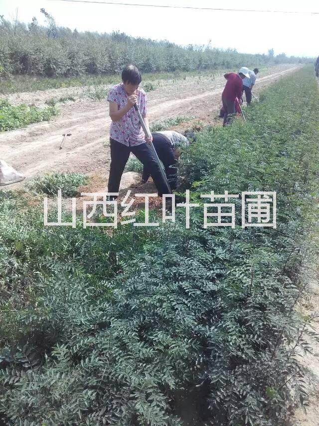 山西花椒苗价格，花椒苗多少钱，一株花椒苗价格