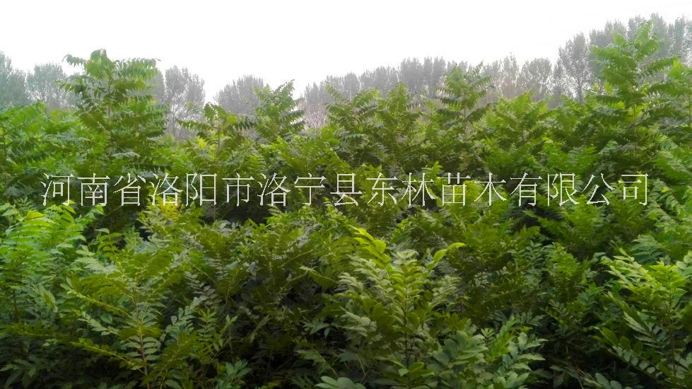 美國山核桃圖片/美國山核桃樣板圖 (2)