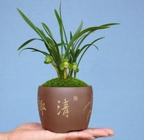蘭花，供應(yīng)蘭花，租聘蘭花