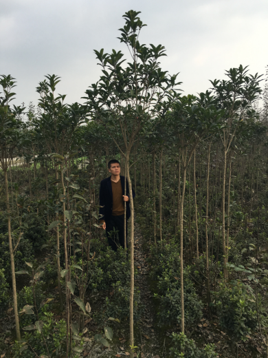 成都高桿桂花圖片/成都高桿桂花樣板圖 (4)