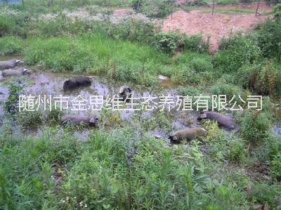 土黑豬圖片/土黑豬樣板圖 (4)