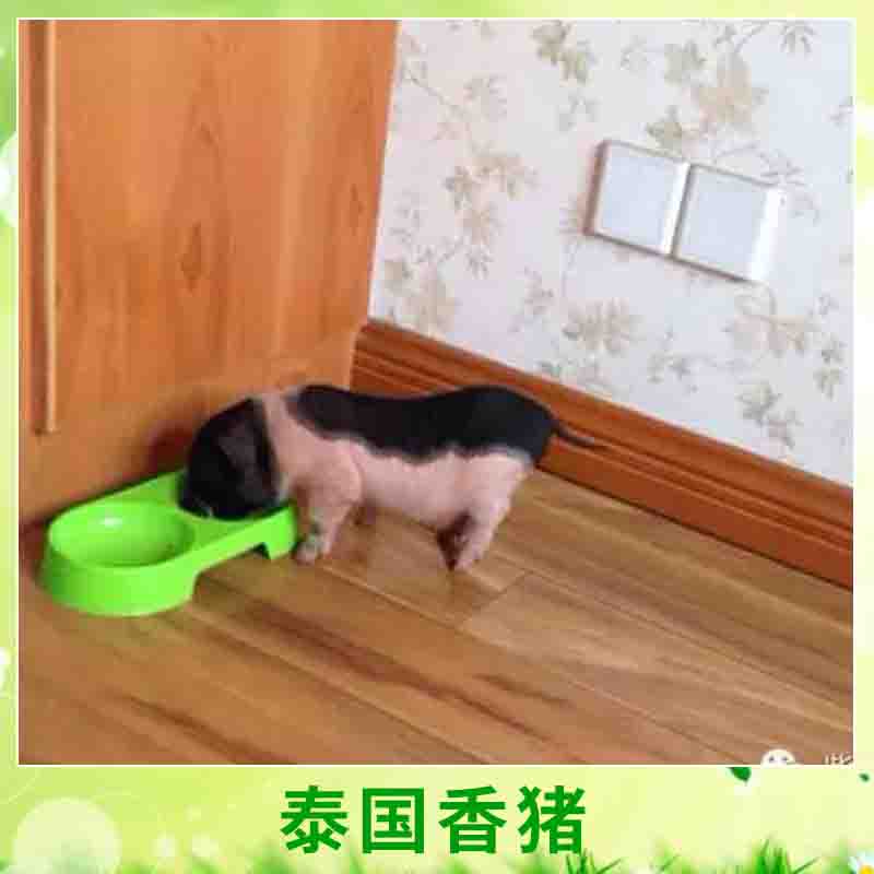 香豬養(yǎng)殖圖片/香豬養(yǎng)殖樣板圖 (2)
