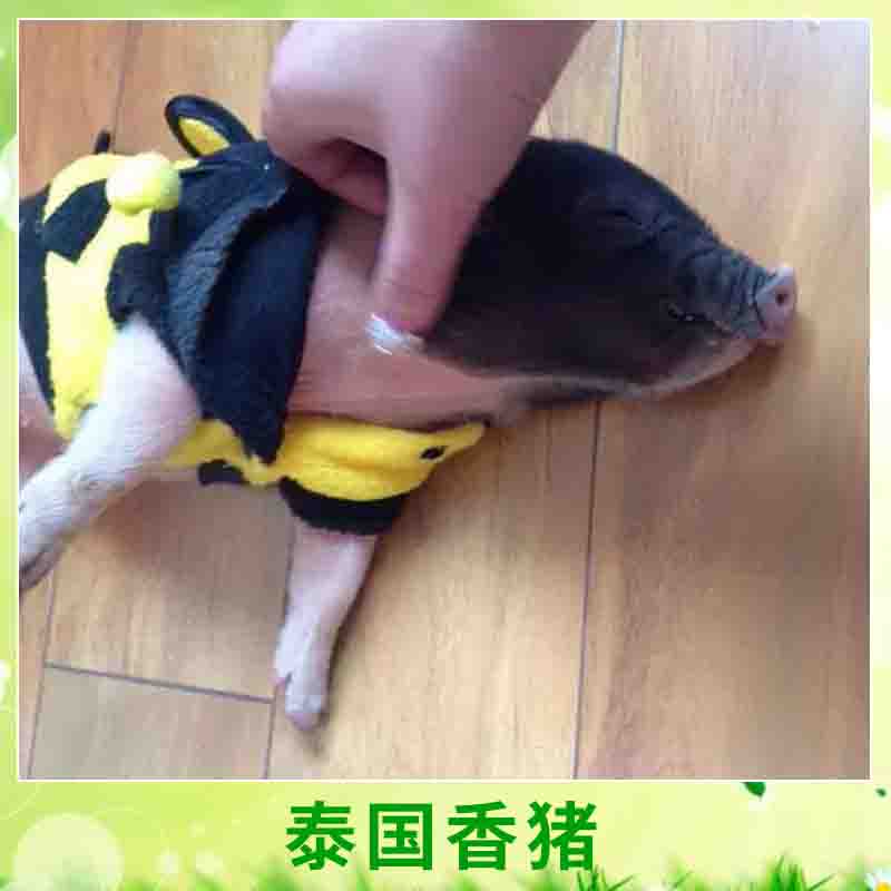 香豬養(yǎng)殖圖片/香豬養(yǎng)殖樣板圖 (1)