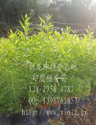 檀香苗圖片/檀香苗樣板圖 (1)