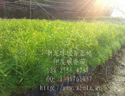 供應(yīng)印度檀香小苗 廣西檀香苗 老山檀香 檀香苗種植 檀香樹(shù)苗