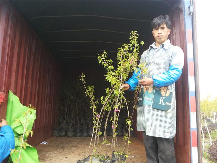 樱花树苗 牡丹樱花树苗 四川樱花苗供应 四川樱花种植基地 牡丹樱花苗