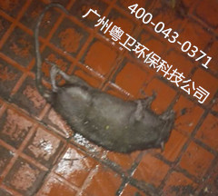 滅鼠公司圖片/滅鼠公司樣板圖 (3)