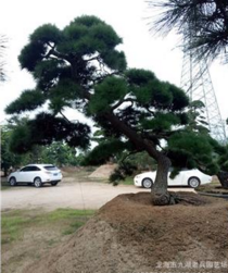 造型黑松別墅圖片/造型黑松別墅樣板圖 (4)