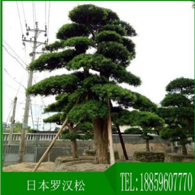廠家供應日本羅漢松樹精品15至70公分批發(fā)羅漢松求購羅漢松圖片