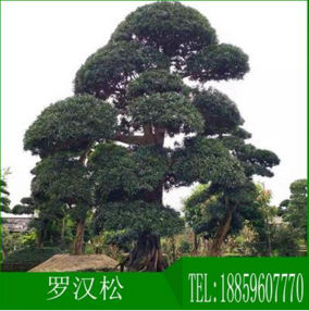 羅漢松圖片/羅漢松樣板圖 (2)