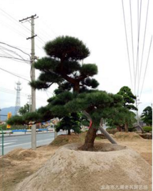 黑松盆圖片/黑松盆樣板圖 (2)