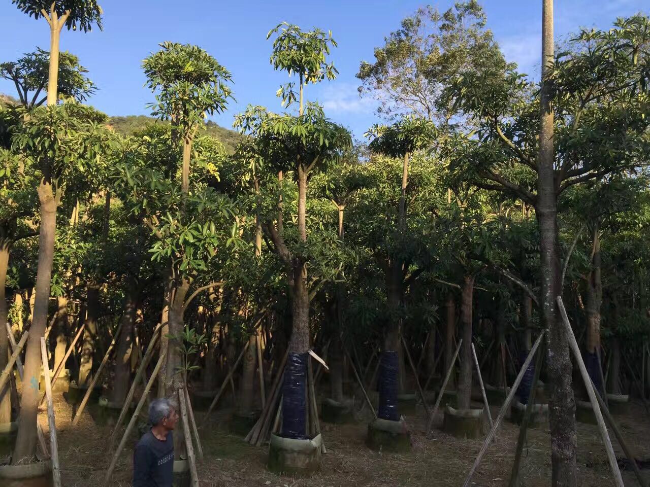 盆架子，廣東盆架子價格，廣東盆架子那家好