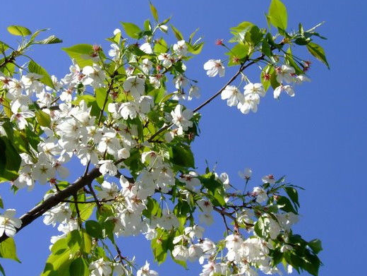 宜宾市广州樱花苗厂家广州樱花苗四川优质樱花苗基地 樱花书苗哪家好 广州樱花苗