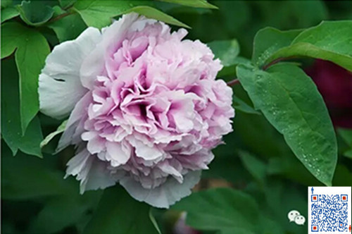 牡丹圖片/牡丹樣板圖 (2)