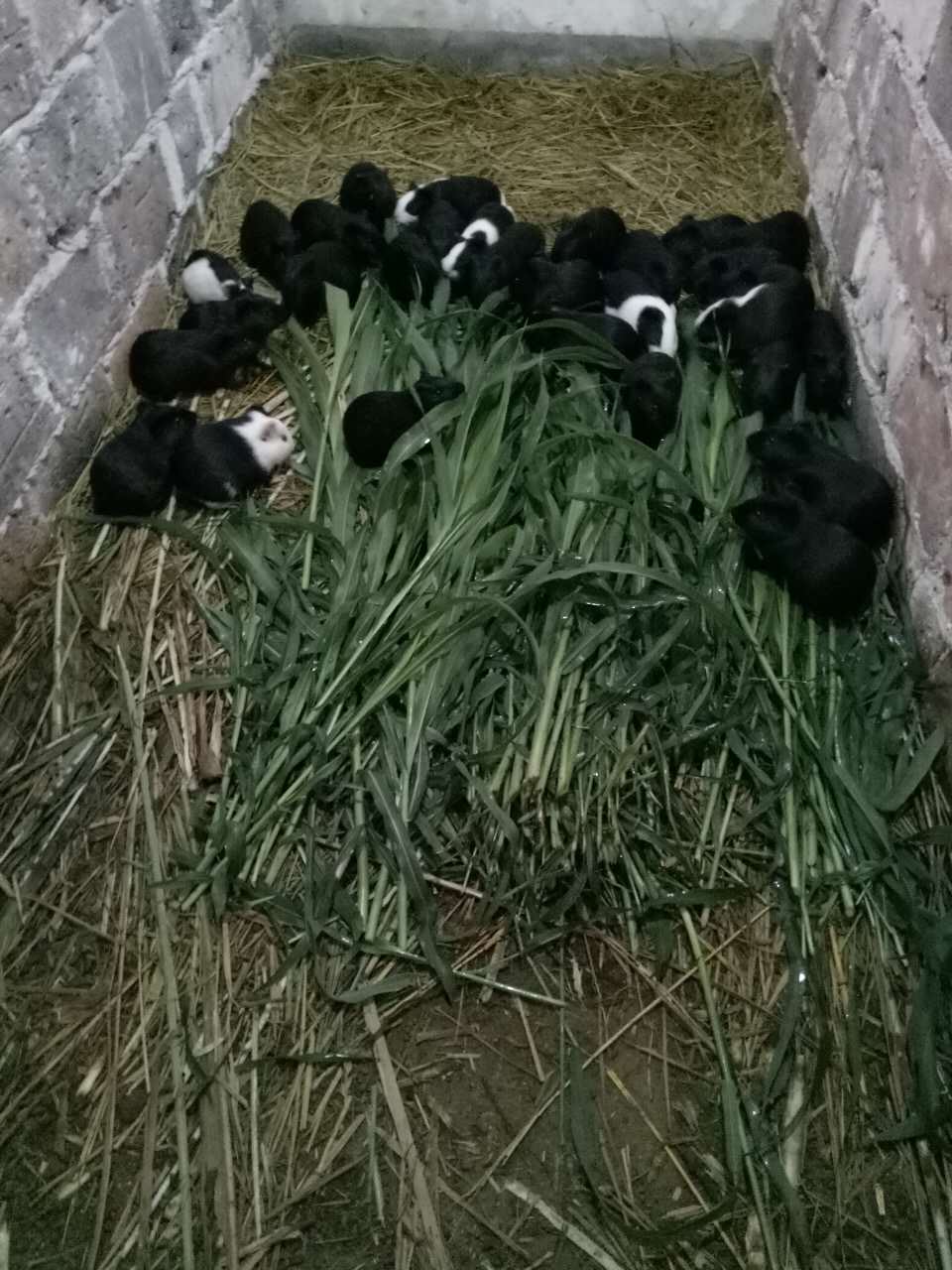 新余市黑豚鼠种苗厂家