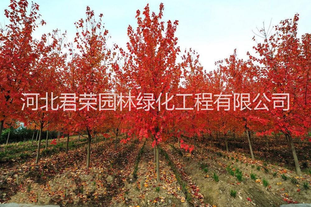秋火焰圖片/秋火焰樣板圖 (4)
