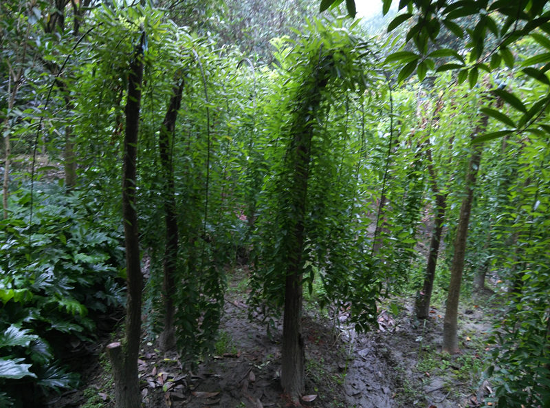 成都龍爪槐基地龍爪槐直銷低價(jià)格圖片