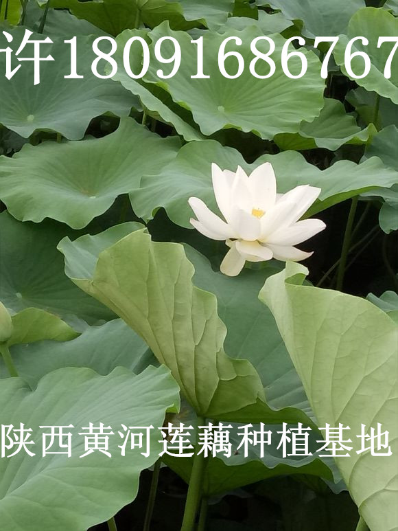 蓮藕種植圖片/蓮藕種植樣板圖 (3)