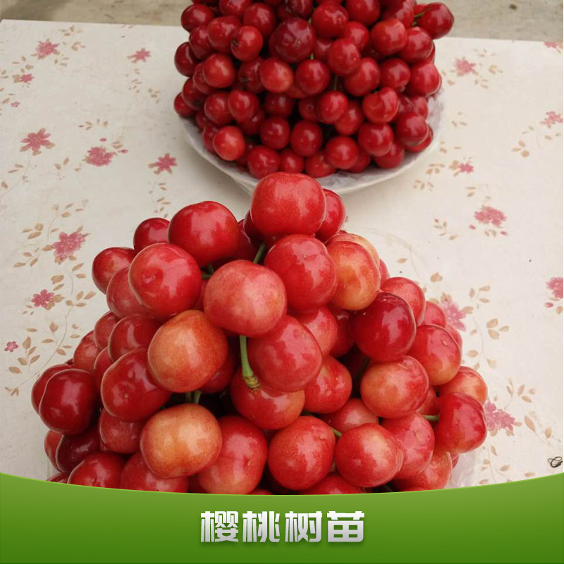 櫻桃樹苗圖片/櫻桃樹苗樣板圖 (3)
