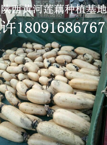 蓮藕種子圖片/蓮藕種子樣板圖 (3)