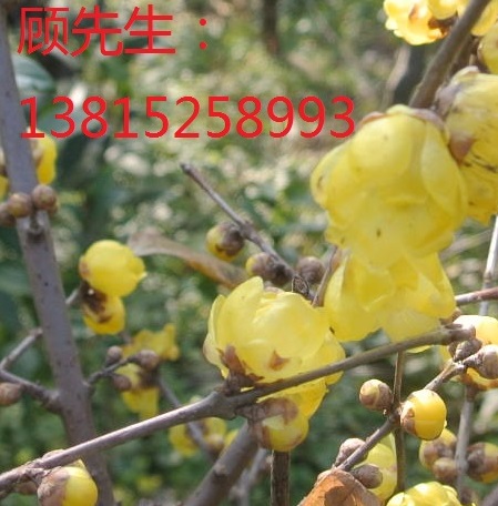 臘梅花樹(shù)、臘梅古樁、臘梅盆景、別墅綠化工程、蘇州光?；久缒臼袌?chǎng)