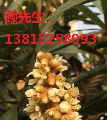 蘇州別墅庭院綠化圖片/蘇州別墅庭院綠化樣板圖 (4)