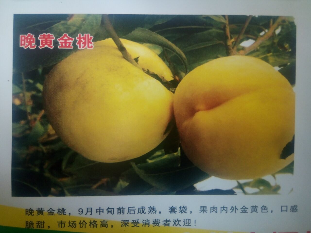 黃金桃樹圖片/黃金桃樹樣板圖 (2)