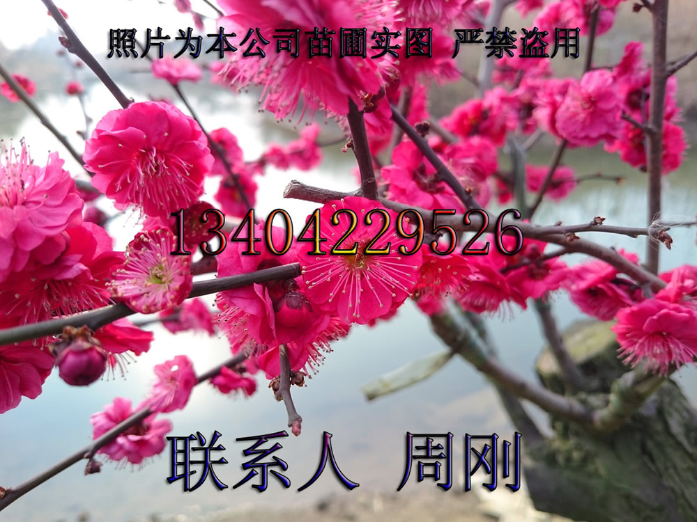 梅花樹圖片/梅花樹樣板圖 (1)