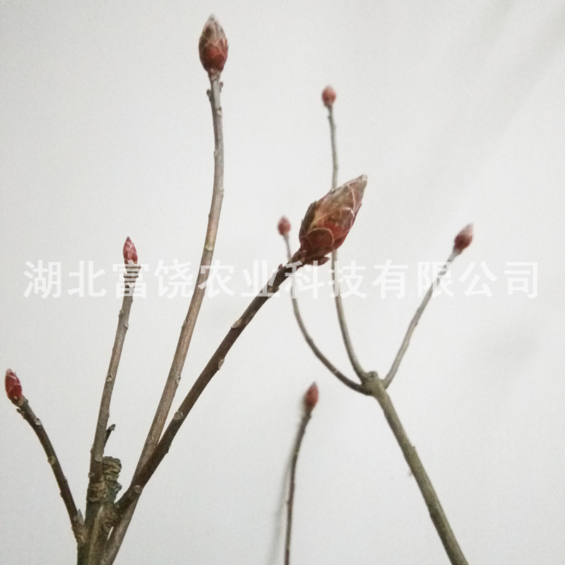 羊躑躅樹苗圖片/羊躑躅樹苗樣板圖 (4)