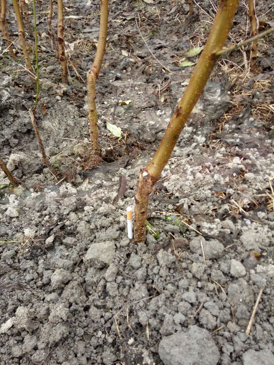 湖南炎陵黃桃苗圖片