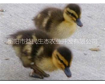 麻鴨苗圖片/麻鴨苗樣板圖 (4)