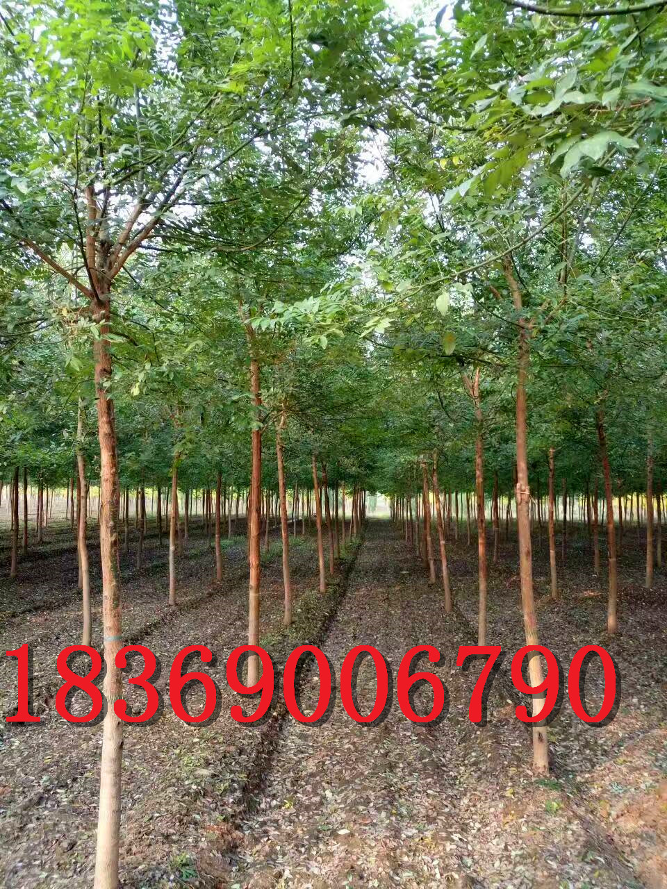 7公分國(guó)槐圖片/7公分國(guó)槐樣板圖 (1)