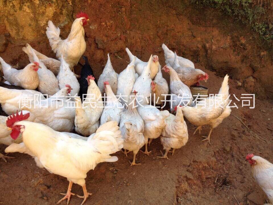 蛋雞苗圖片/蛋雞苗樣板圖 (4)