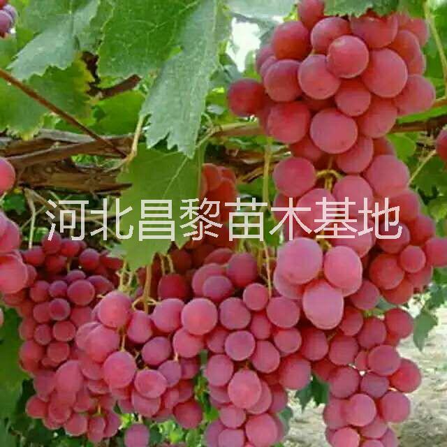 葡萄苗圖片/葡萄苗樣板圖 (2)