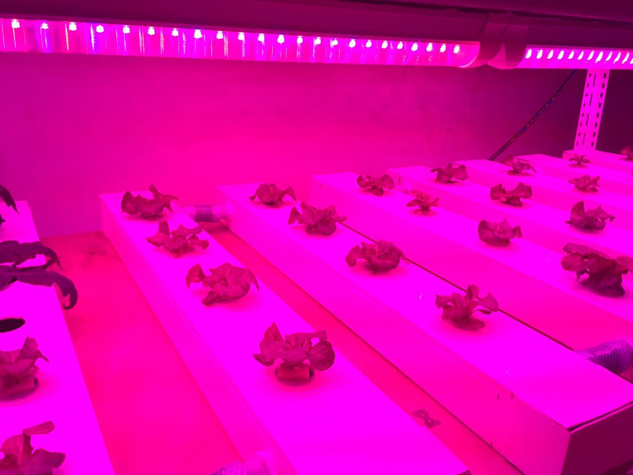 广州力侬大棚植物补光灯 大棚补光led灯带