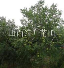 山西文冠果苗供應(yīng)圖片
