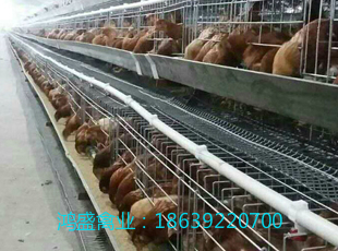 海蘭褐、京紅一號(hào)、羅曼粉青年雞圖片