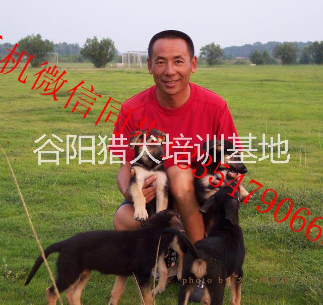 德國牧羊犬圖片/德國牧羊犬樣板圖 (3)