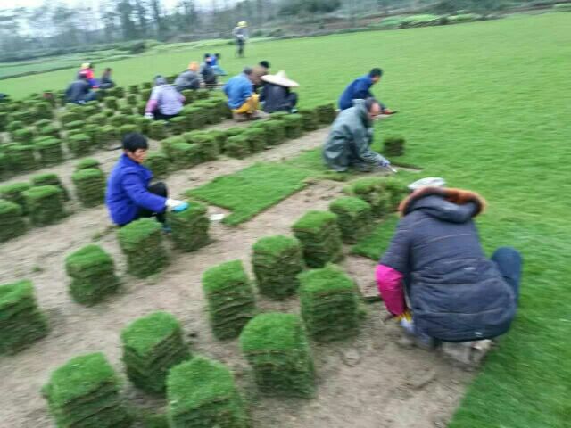 馬尼拉草坪圖片/馬尼拉草坪樣板圖 (4)
